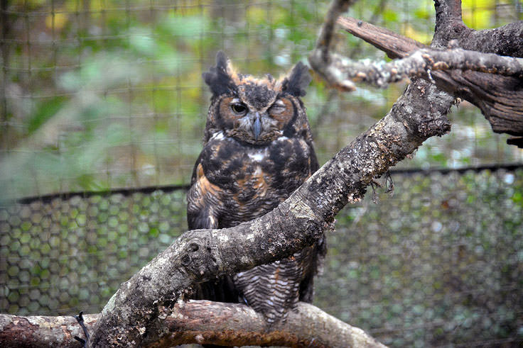 An owl watches the camera at Brookgreen Gardens in Murrell's Inlet, SC