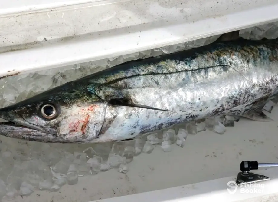 Coastal Lines Fishing Charters charter image 2