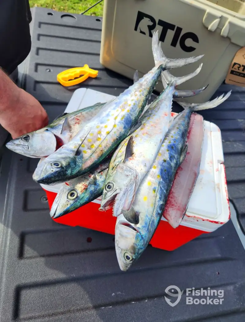 Fishing Myrtle Beach charter image 3