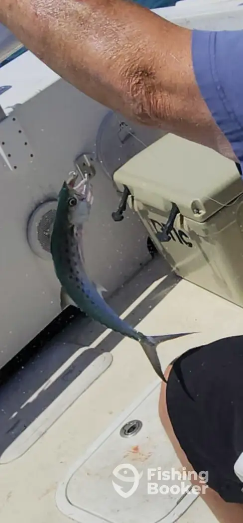 Fishing Myrtle Beach charter image 4