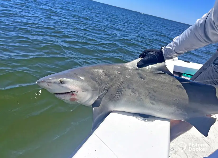 Southern Charter Co – Murrells Inlet charter image 5