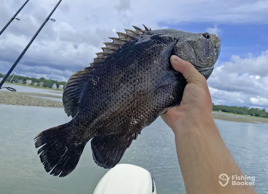 Next Lvl Sportfishing – Inshore charter image 4