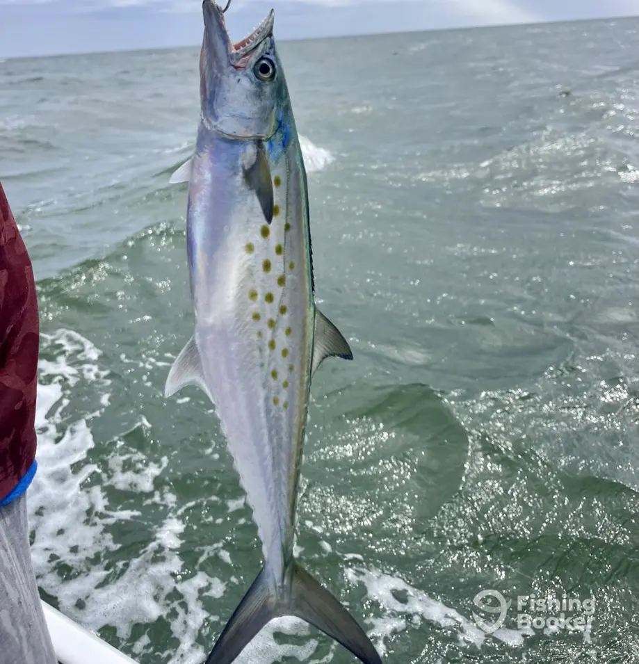 Reel Warrior Fishing Charters charter image 5