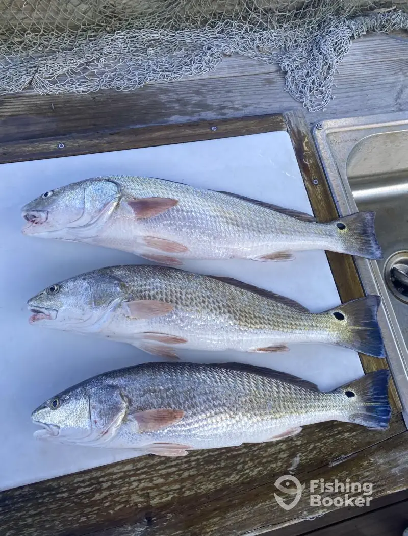 Lil’ Hooker Fishing Charters LLC charter image 5