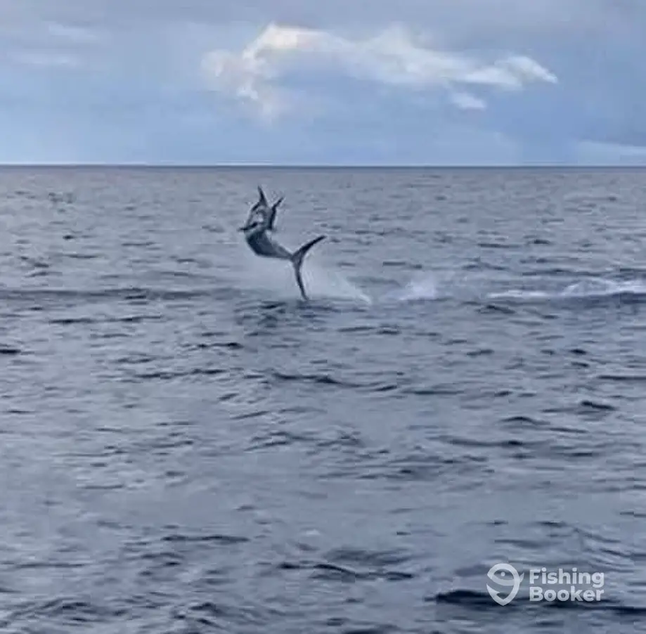 KNOTTY SEA  FISHING CHARTERS charter image 2