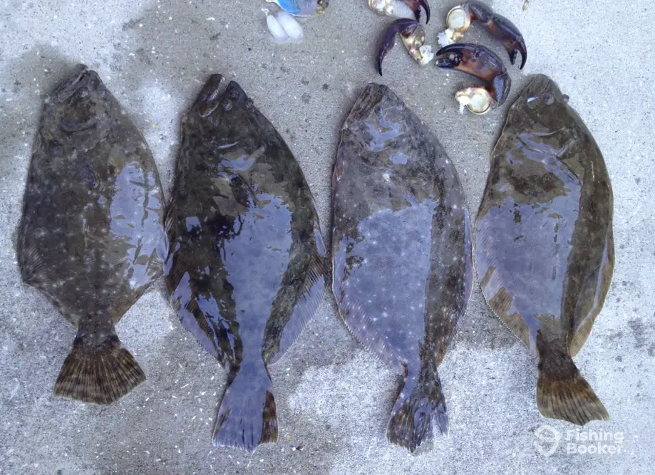 Palmetto Fishing Charters charter image 6