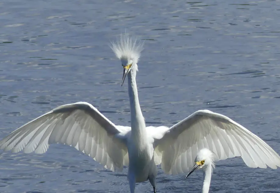 2-Hour Huntington Beach State Park Naturalist’s Tour
