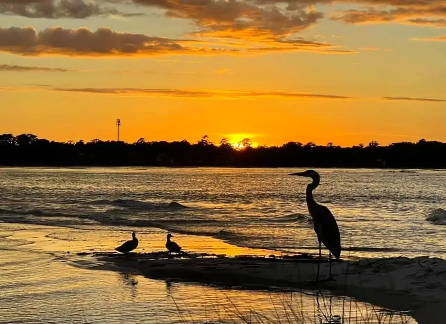 4-Hour Destination Salt Marsh Tour