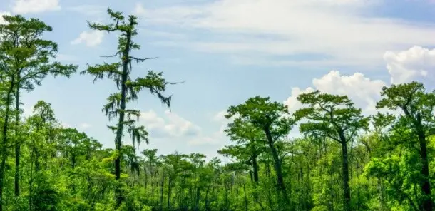 Large Boat Private Tour