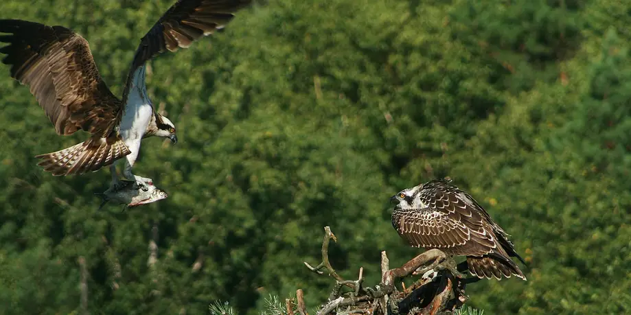 Osprey Nest Kayaking Tour