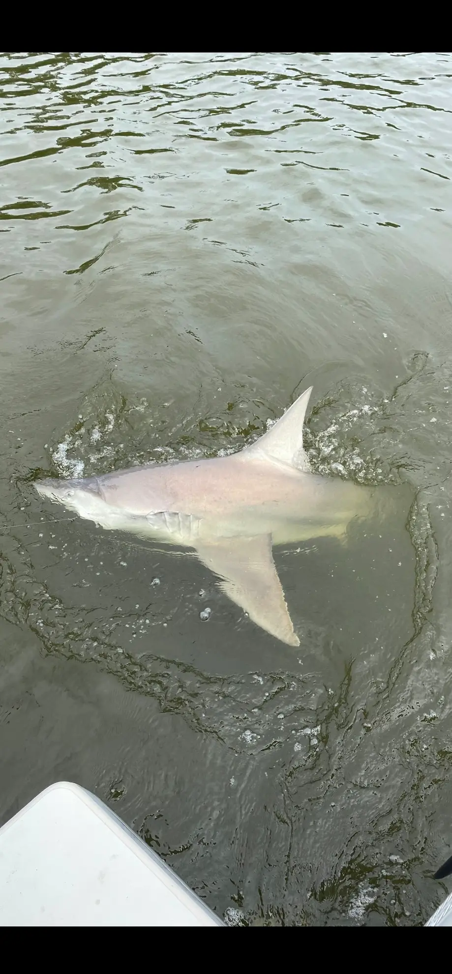 Private Evening Four Hour Intracoastal Fishing