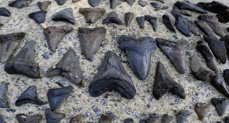 Private Cooper River Charter