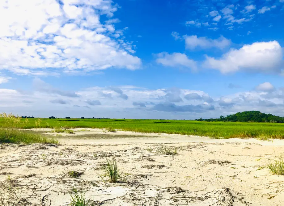 Murrells Inlet Marsh • Inlet Natural History