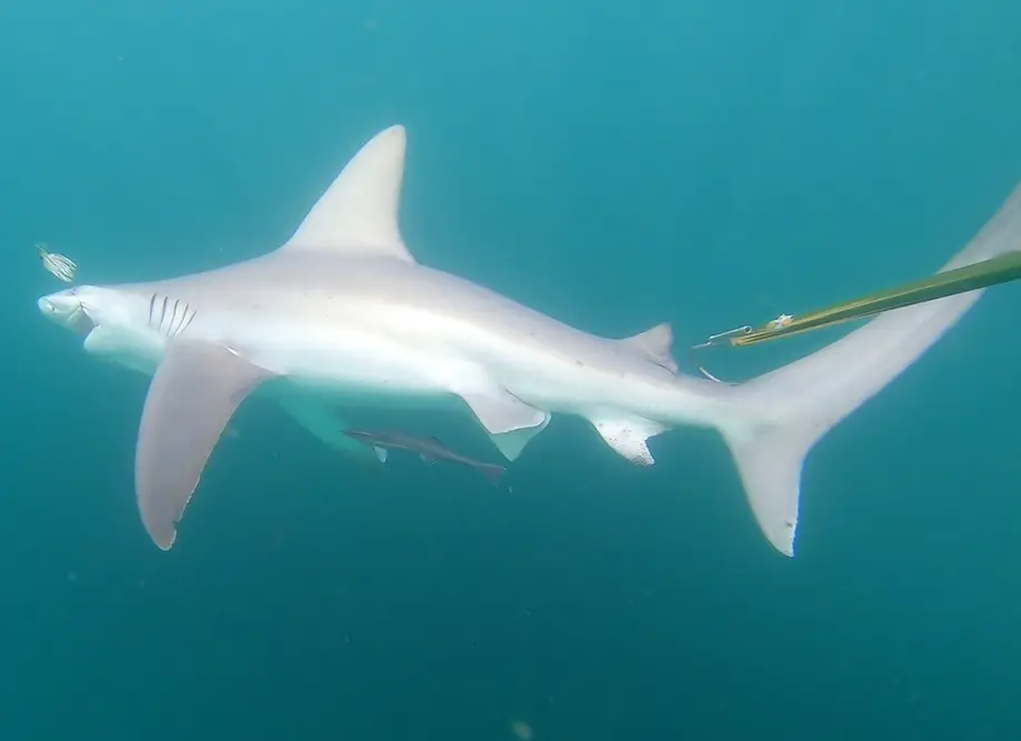Fish Finder 2 Shark Fishing Charters