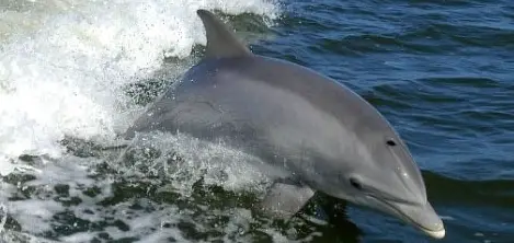 Private Dolphin/ Sightseeing tours
