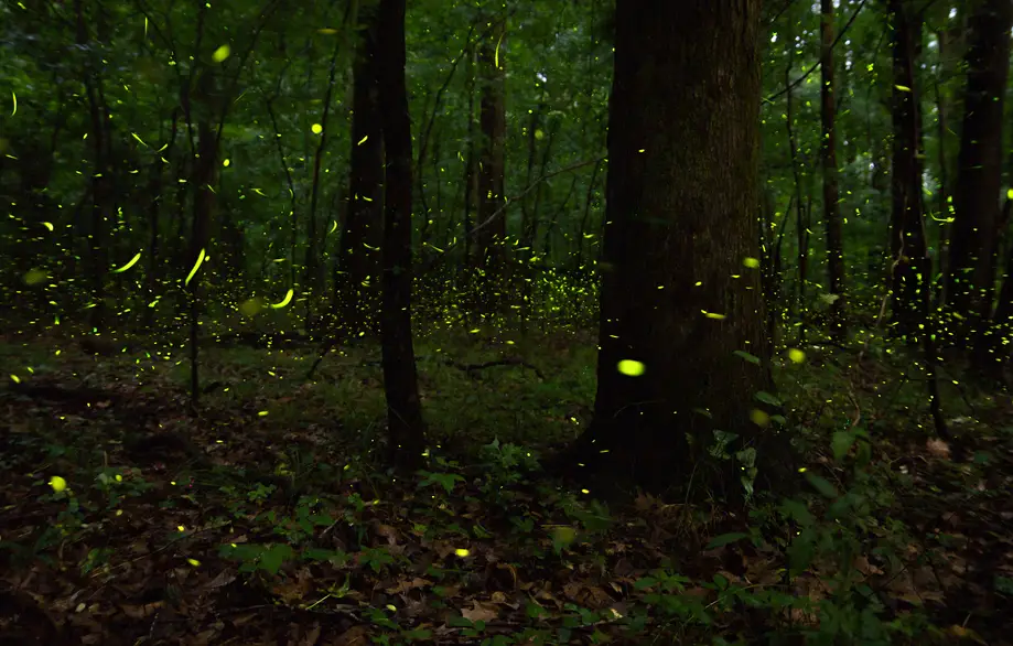 Synchronous Firefly Tour