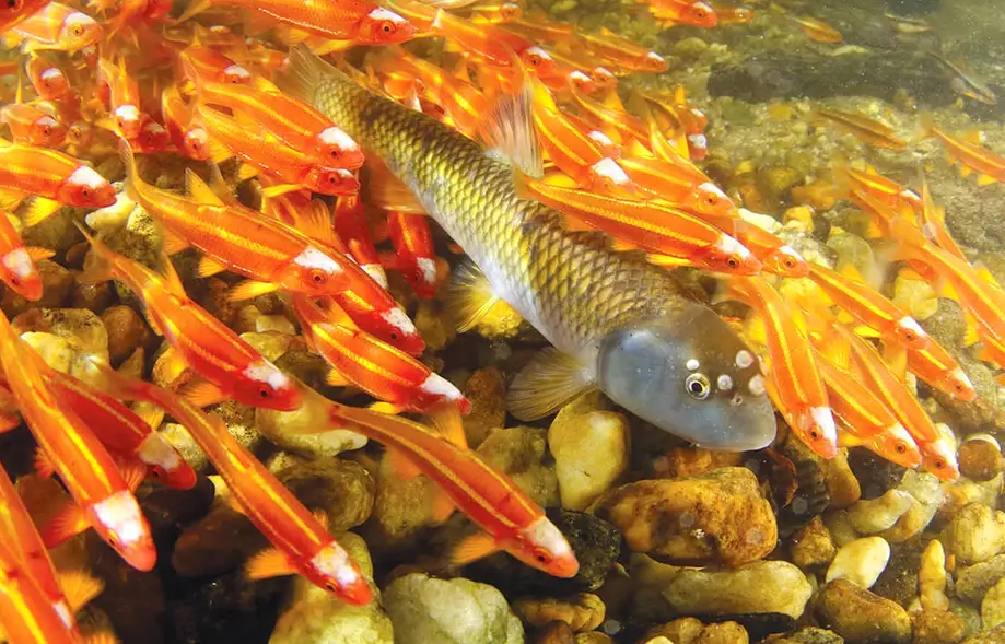 Minnow Mania