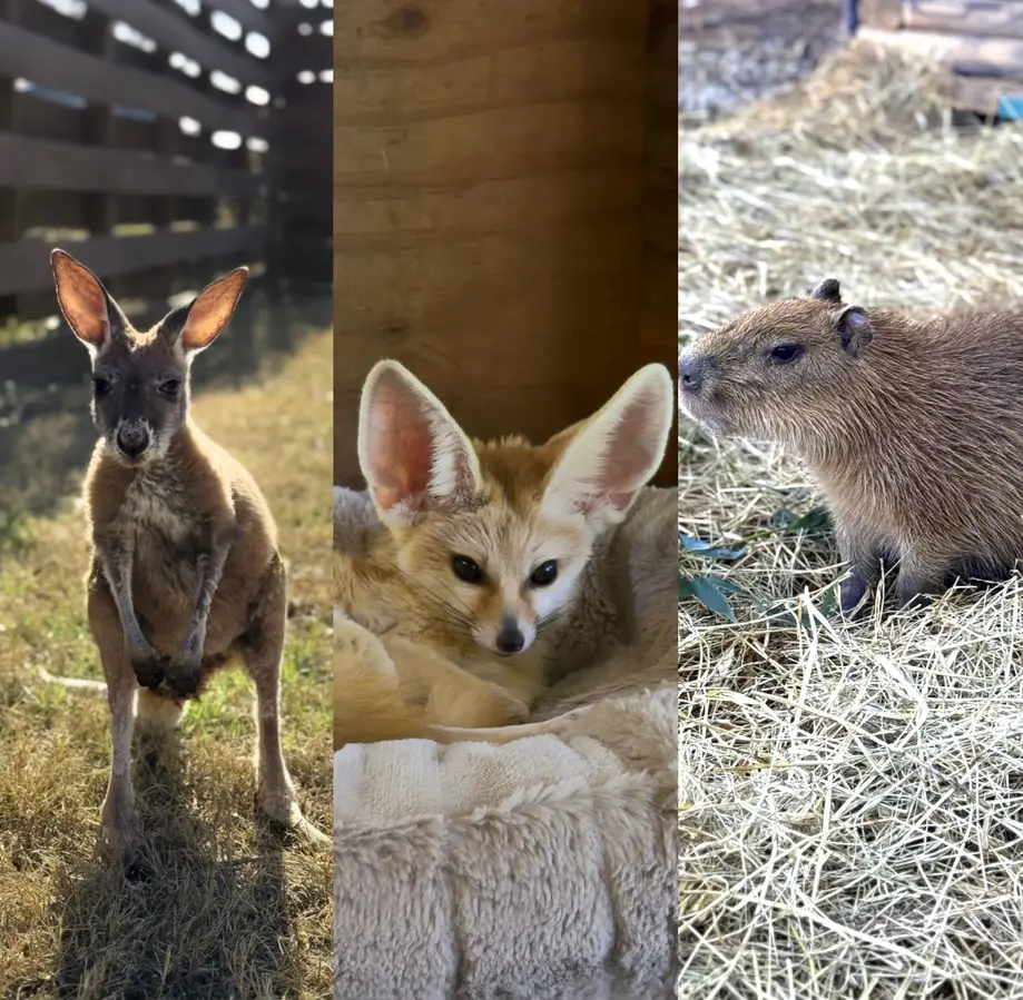 Private 1 Hour Animal Encounter