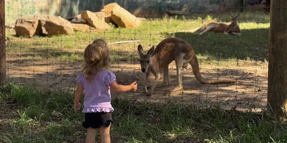 Animal Encounter: Two Animals