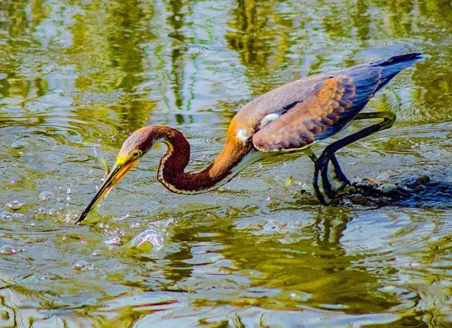 Scenic Marsh Kayak Tour